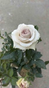 กุหลาบ Silver plate ซิลเวอร์ เพลท โทนสีชมพูอมเทา หอม กุหลาบตัดดอก, แบบถุง