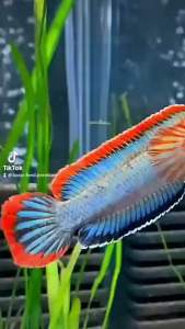 Saung Baper pelet ikan channa limbata bleheri fire and ice gachua PELET IKAN PREDATOR