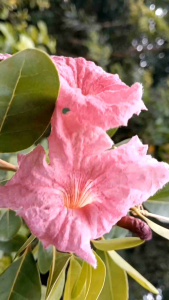 แดงปรีดียาธร กระถาง 11 นิ้ว ต้นใหญ่ และสวย (กทม)