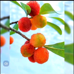 Cemilan Asam Manis Plum Bayberri 250gram/Manisan Buah Plum Yang Mei/Bing Tang Yang Mei