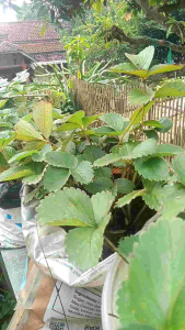 Benih Stroberi 1 polibek Bibitan Unggulan Super Cepat Berbuah Siap tanam