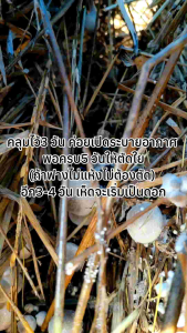 [พร้อมเพาะ] เชื้อเห็ดฟาง ออกดอกเยอะ ดอกใหญ่ (ชุด9ก้อน) [ฟรีอาหารบำรุงดอกเห็ดและน้ำหมัก] - มีคู่มือการเพาะในชุด