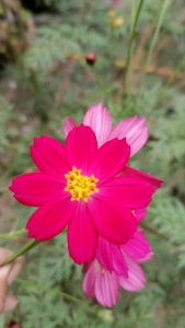 เมล็ดพันธุ์ดอกดาวกระจายสีชมพู ชุดละ200เมล็ด