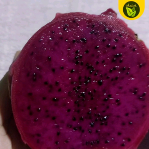 Dragon Fruit 40 Seeds for Outdoor Planting