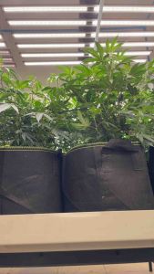 [ส่งฟรี] Bluelab - Soil pH Pen - [แถมฟรีน้ำยาคาลิเบรต] - เครื่องวัดค่ากรด-ด่างในดิน วัดค่า pH หน้าจอมอนิเตอร์ ใช้งานง่าย ความแม่นยำสูง วัดค่า pH ในดิน สามารถใช้ได้กับทุกวัสดุปลูกรวมถึงสารละลาย  pH meter  ec meter  เครื่องวัด pH