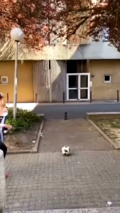 TATSBITA Pajangan Hiasan Dinding Dekorasi Wall Decor 1 Set Presiden & Wakil Presiden Indonesia Pancasila Burung Garuda Untuk Kantor/Sekolah