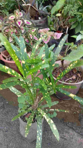 Gold Dust Croton Live Plant in Polybag Glossy Green Leaves with Yellow Spots Indoor Decorative Plant