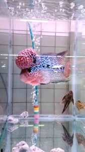 New Available Pretty Bighead Kamfa 2 -3 inch