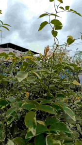 จัสมินใบด่าง กระถางใหญ่ 15นิ้ว สูง 1.5 เมตร ต้นสวยและแข็งแรง (กทม)