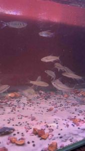 LAMPAM SHORTBODY KING SPECIAL