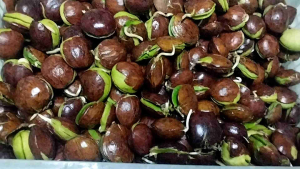 JERING CAMBAH/RELONG/NEW STOK