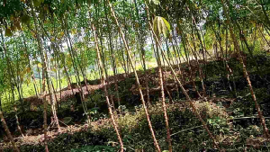 Bibit Singkong Madu Hibrida & Bibit Super Jumbo Siap Tanam