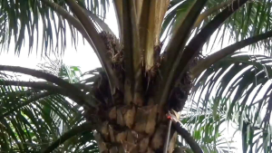 KLS Palm King Problade Original: Penjelasan & Review