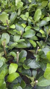 ต้นจำปาดะยวงทอง(นาทวี) ต้นไม้ทองนาทวี ต้นไม้ทอง - Lazada