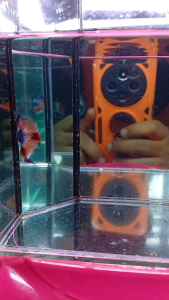 Betta fish candy multicolour galaxy fish