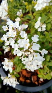 เทรลิ่งไวท์ กระถาง 11 นิ้ว ผกากรองหอม (กทม)