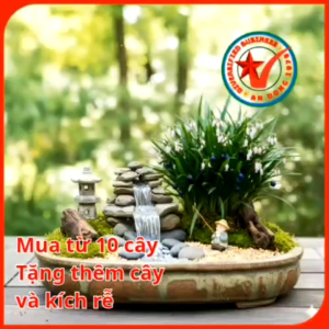 Cây giống Mạch Môn thảo dược quý cho gia đình bạn