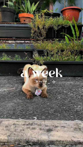 T-SHIRT KUCING KARAKTER LUCU MURAH《UKURAN SEDANG/M》- KAOS KUCING - KAOS ANJING - KAOS KELINCI