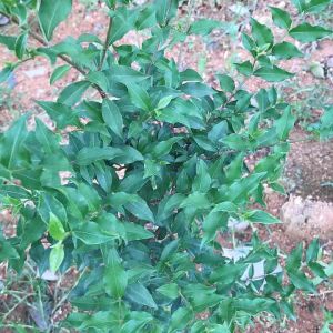 Giống Hồng Ngọc Mai