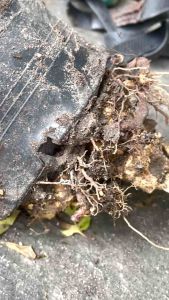 ผงกําจัดมด ผงกําจัดปลวก ผงกําจัดแมลงสาบ 12 ขวด