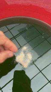 Racha ไข่ไรแดงมาโคร สำหรับพาะเลี้ยง (แคปซูล 0.2 g.)