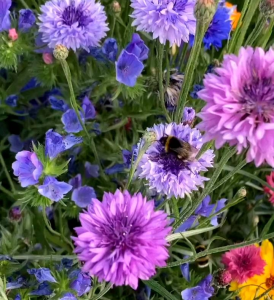 20 BUTIR BIJI BUNGA CORN FLOWER CENTAUREA CYANUS MIXED