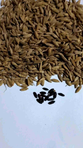 Benih ketan hitam 1 kg originah pilihan