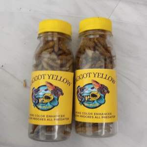 Yellow Maggot Maggot Kering Kemasan Botol 100ml