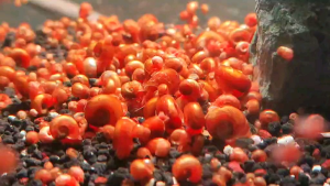 6 Red Ramshorn Snail Live Aquatic Snails for Tank Cleaning