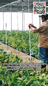Paket kumplit 100 batang bibit kopi berbagai jenis.