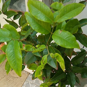 cây nho thân gỗ 12 vụ cao trưởng thành  80-100cm ra quả sau 8 tháng