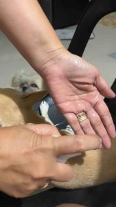 PET SPRAY FOR PETS (TICK & FLEA REPELLENT)