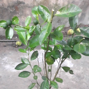 Tắc Bánh Xe - tắc giống mới trái siêu to