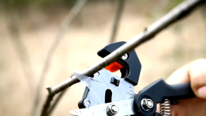 Grafting Siccors Gunting Tanaman Sambung Pucuk Batang Pohon Okulasi Stek