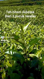 Debsea teh hitam (Black Tea) debstea blestea pouch 110 gr BEST SELLER bisa untuk diet