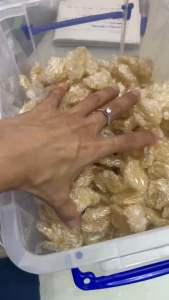 SET YẾN VIÊN DÀNH CHO NGƯỜI LỚN TẶNG KÈM NGUYÊN LIỆU