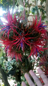 สับปะรดอากาศ ทิลแลนด์เซีย (1-2 ช่อต่อชิ้น)ไอโอนันท่า สายพันธุ์ดอกแดงต้นเขียว สับปะรดสี ของมันต้องมี ไม้รากอากาศ