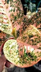 Tanaman Hias Aglonema Stardust Orange Dewasa LOKAL ANTI LONYOT