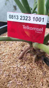 Telkomsel 0813 2323 1001 Kartu Perdana Nomor Cantik AAs Loop Simpati ABAB Ujung 1001