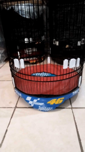 sangkar murai no.1 Decal airbrush