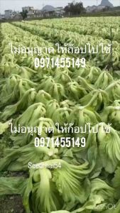 2000 เมล็ดผักกาดเขียวปลีบรรจู่ กอ ใหญ่ ปลีสวย ดอง อร่อย โปรโมชั่น 3 แถมฟรี 1