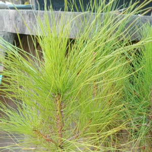 ต้นสนสามใบ ต้นสวย สูงกลาง