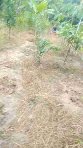 ขมิ้นใต้ น้ำหนัก 1 kg.