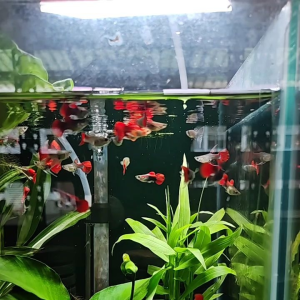 GPS Aquatic Red Rose SB 1 pair