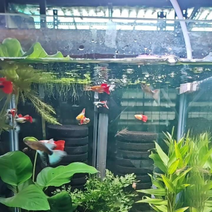 GPS Aquatic Santa Claus Guppy 1 pair