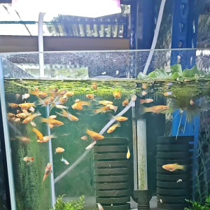 GPS Aquatic Japan Blue Guppy 1 pair
