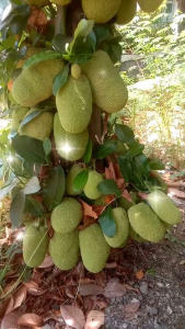 nangka muda utuh kulitan per 1kg | nangka muda fress