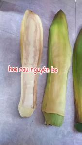 Hoa cau tươi nguyên bẹ ship toàn quốc