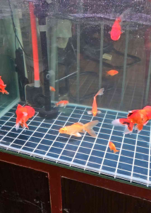 Đèn Led SOLAR NEO-HELIOS Color Booster đỏ cá không đỏ nước  size 26cm 36cm 52cm 72cm 85cm 92cm