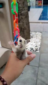 RANTAI PANJAT UNTUK SUGARGLIDER BURUNG & AKSESORIS KANDANG [50 CM]